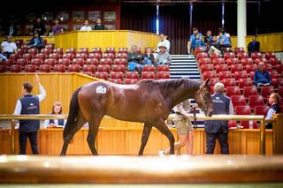 $550,000 sale topping colt (Lot 375), purchased by Andrew Williams from the Woburn Farm draft.